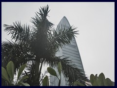 Palms are common in Shenzhen.